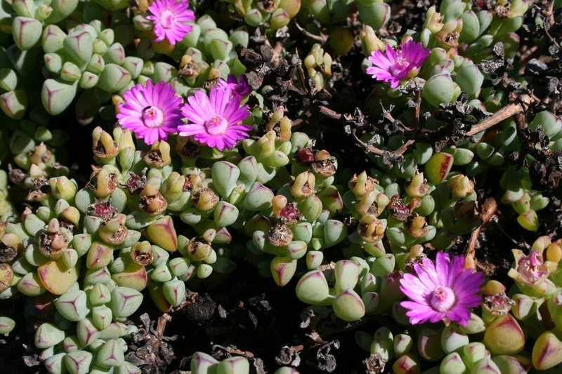 Oscularia vredenburgensis photo 5