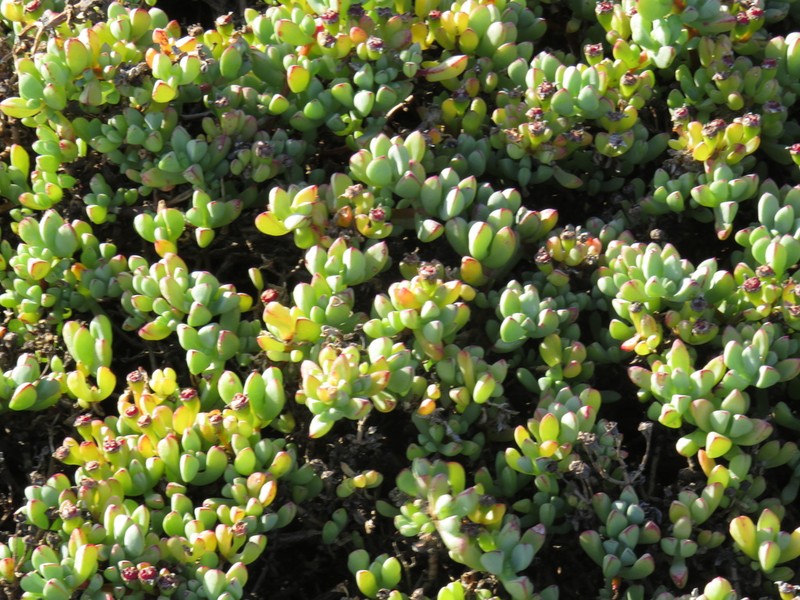 Oscularia vredenburgensis photo 6