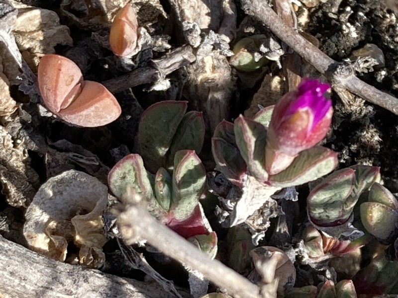 Oscularia vredenburgensis photo 7