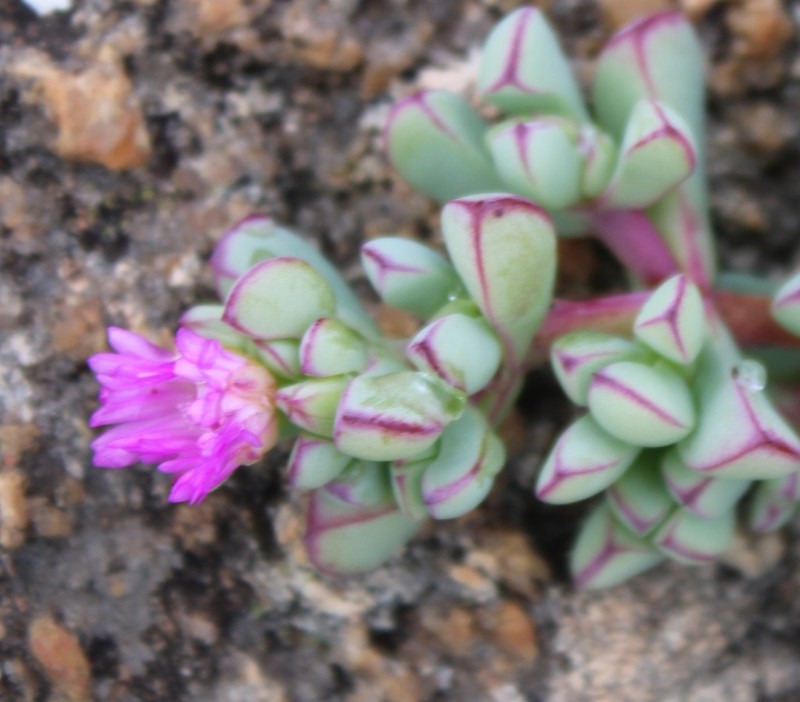 Oscularia vredenburgensis photo 8