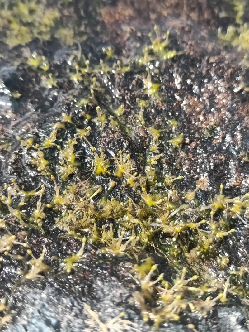 Oserya perpusilla photo 2