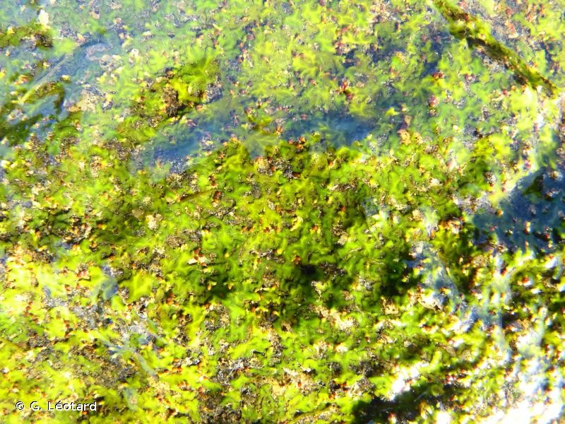 Oserya perpusilla