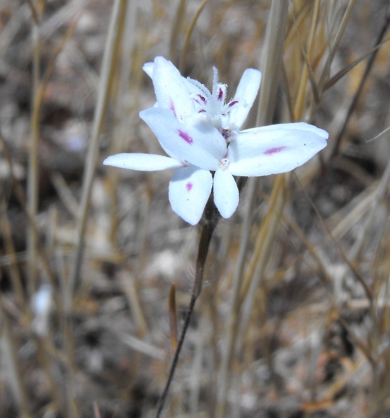 False Rosinweed photo 2