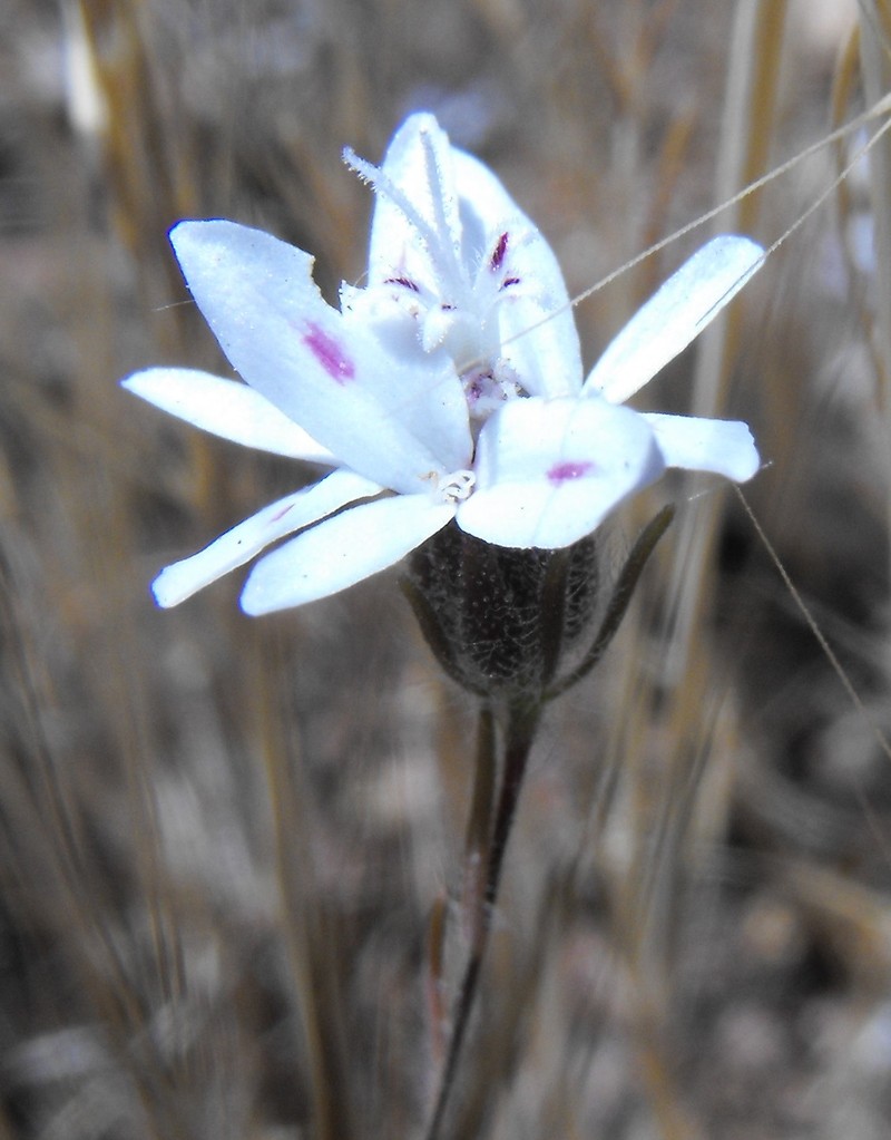 False Rosinweed