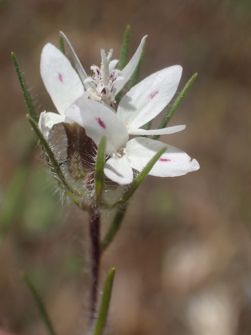 False Rosinweed photo 3