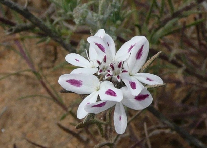 False Rosinweed photo 4