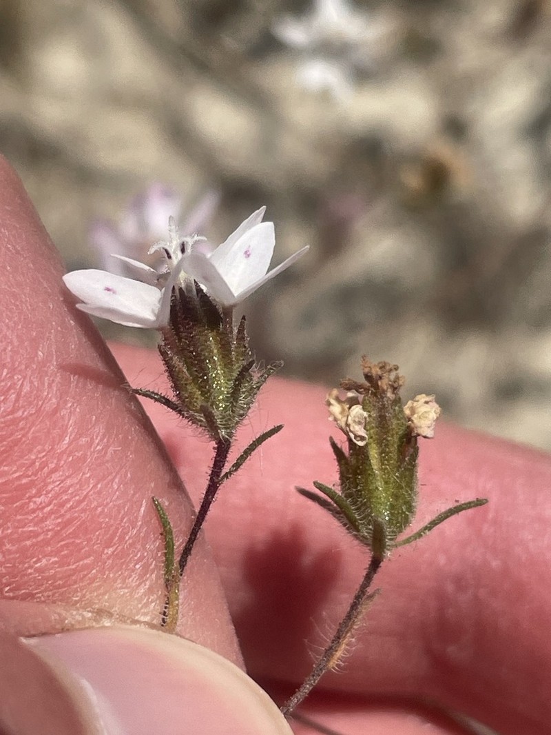 False Rosinweed photo 5