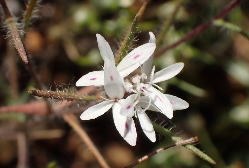 False Rosinweed photo 6