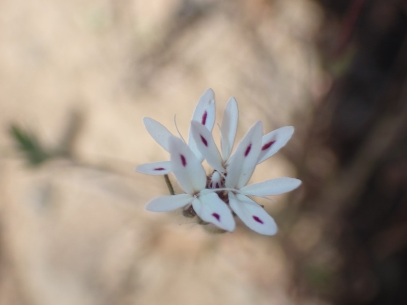 False Rosinweed photo 7