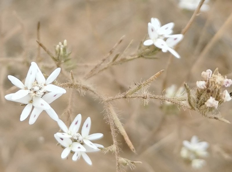 False Rosinweed photo 8