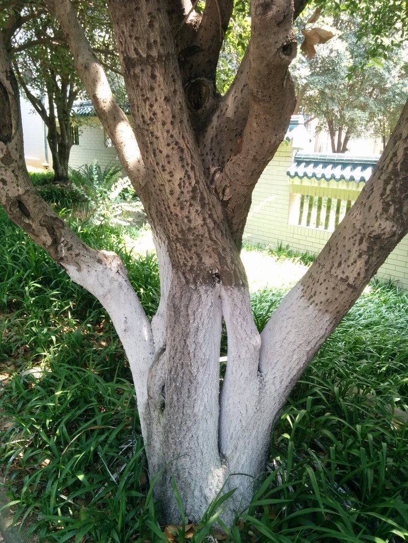 Sweet Osmanthus