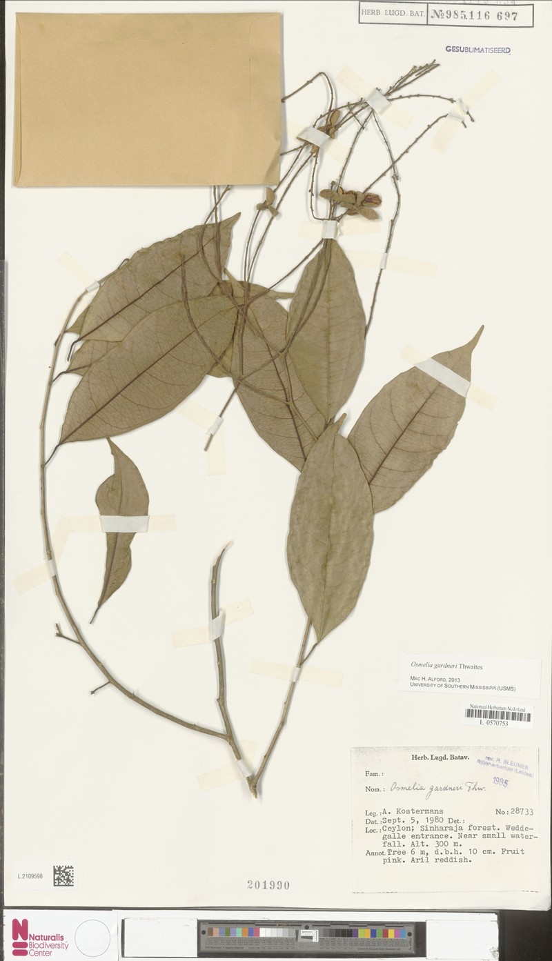 Osmelia gardneri