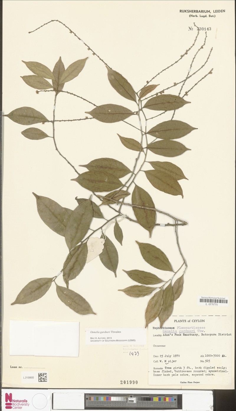Osmelia gardneri photo 2