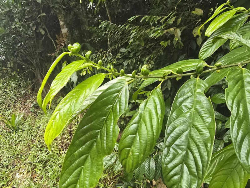 Osmelia grandistipulata photo 5
