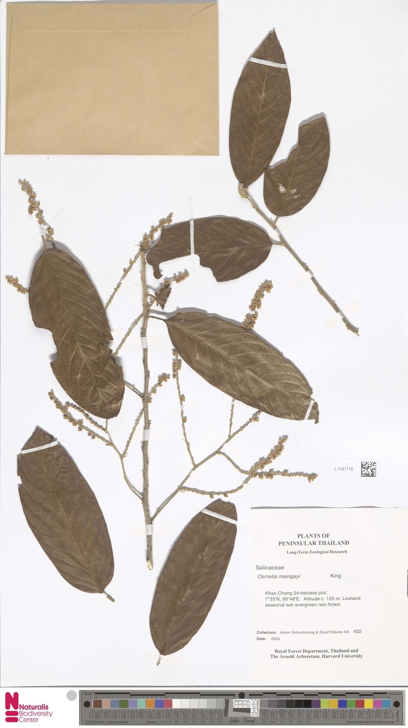 Osmelia maingayi