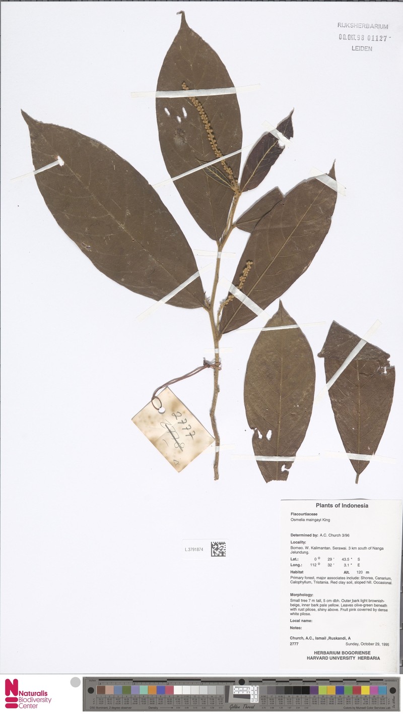 Osmelia maingayi photo 2