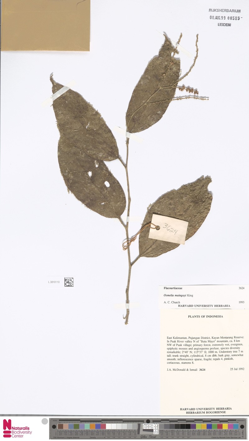 Osmelia maingayi photo 3