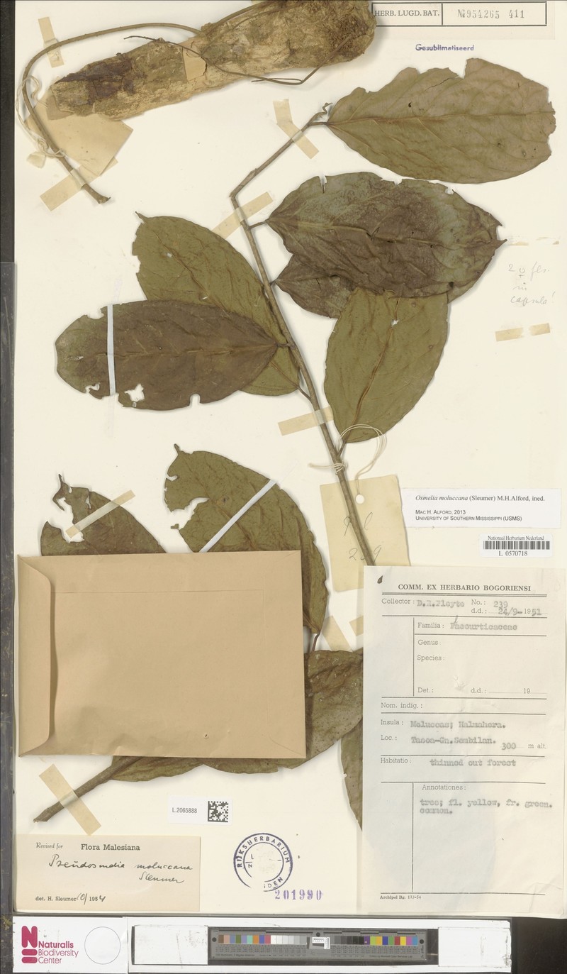 Osmelia moluccana