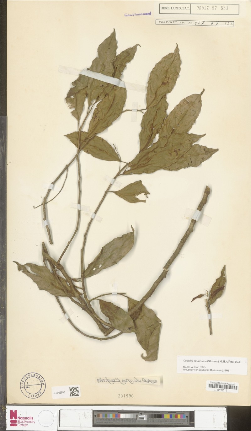 Osmelia moluccana photo 3