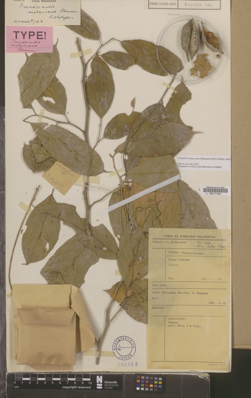 Osmelia moluccana photo 4