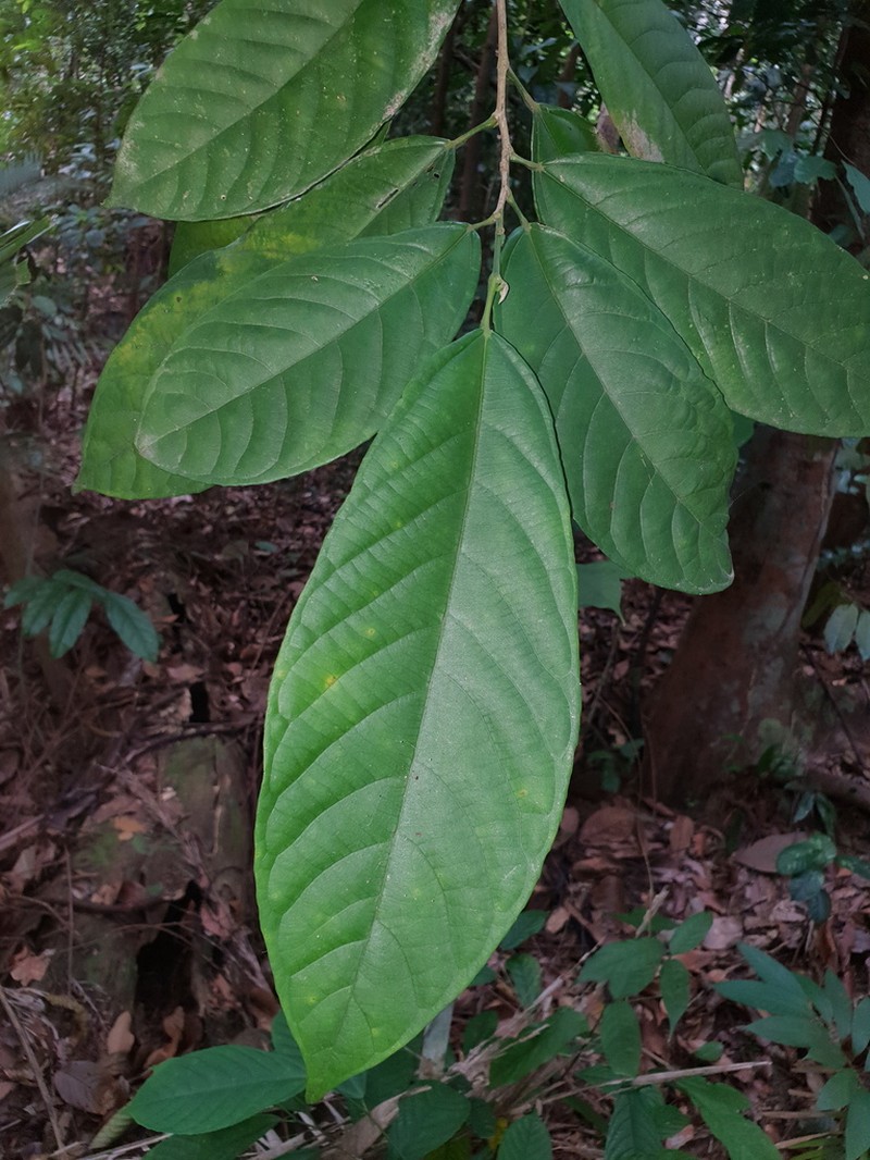 Osmelia philippina