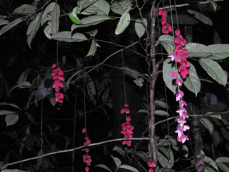 Osmelia philippina photo 2