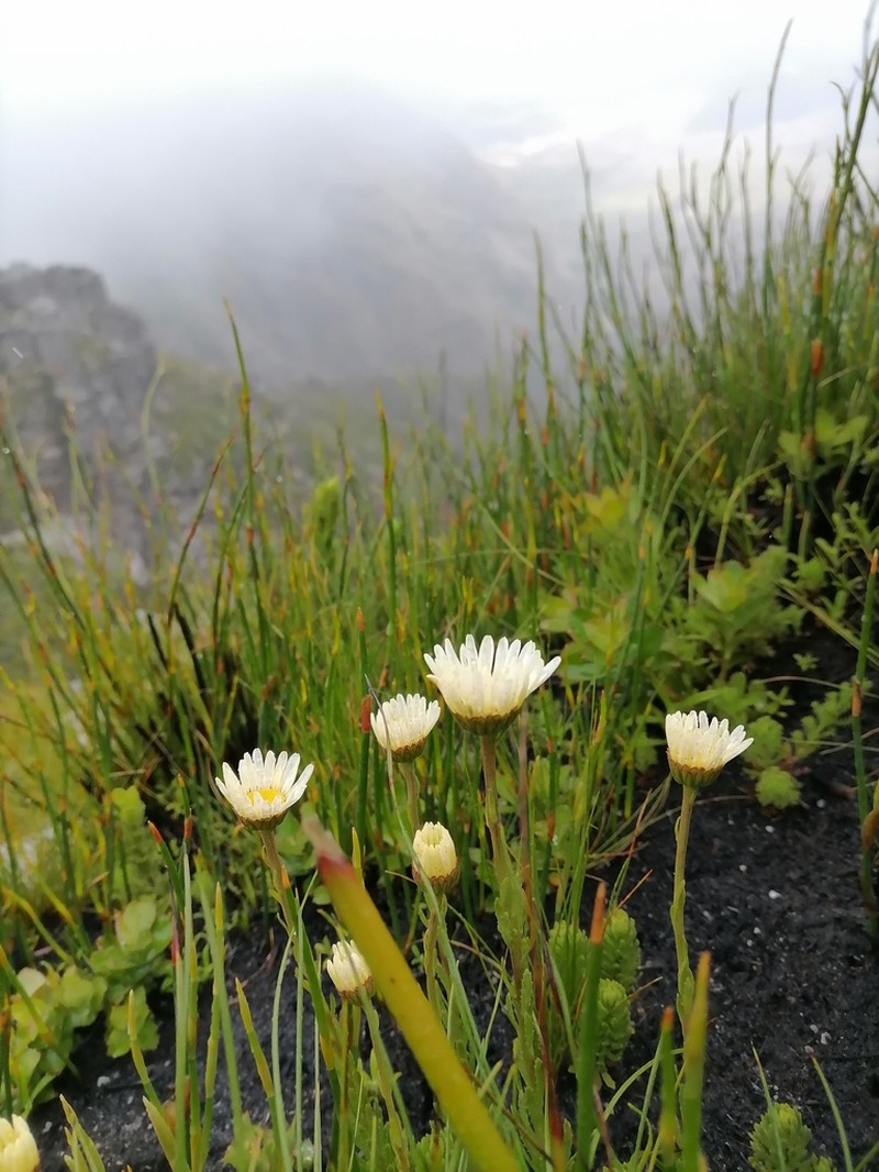 Osmitopsis afra photo 2