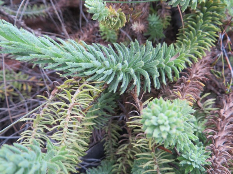 Osmitopsis afra photo 3