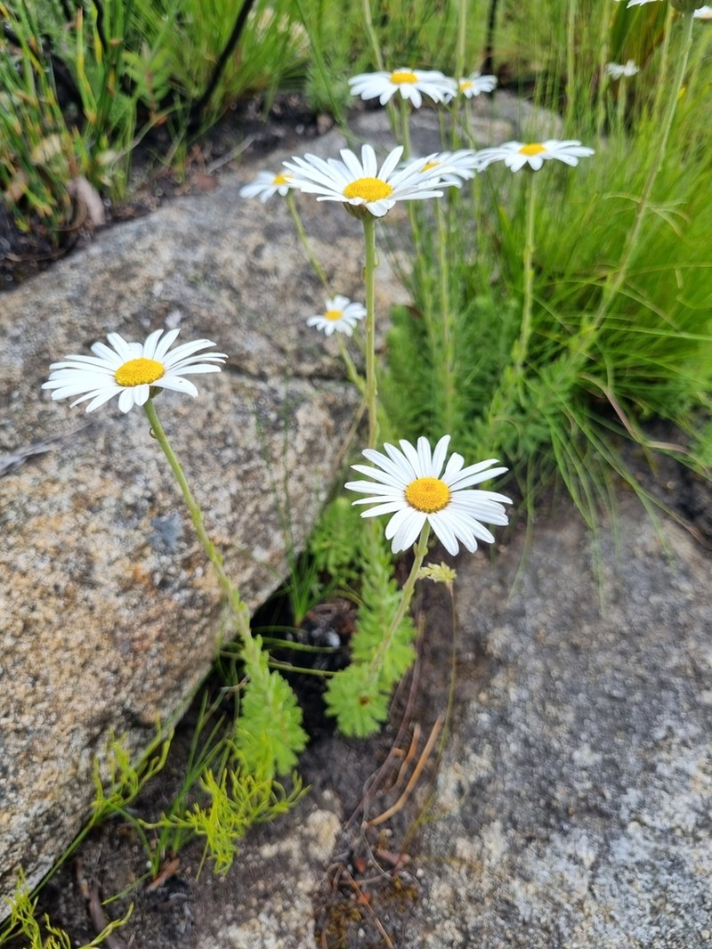 Osmitopsis afra photo 4
