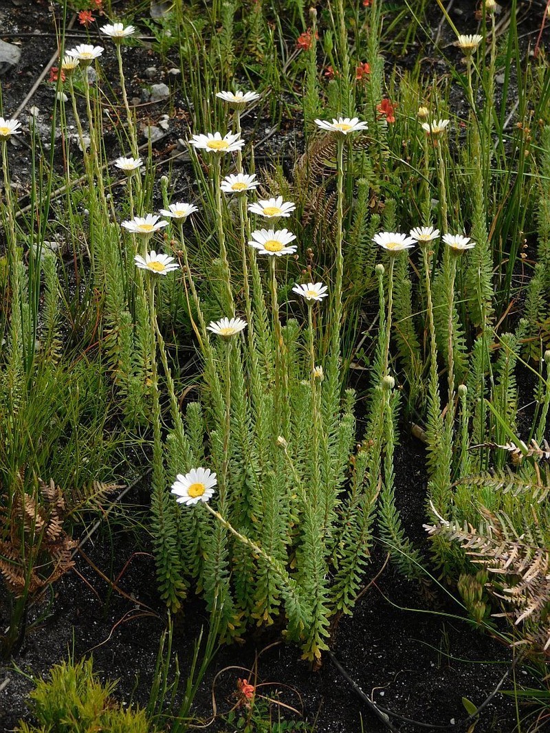 Osmitopsis afra photo 5