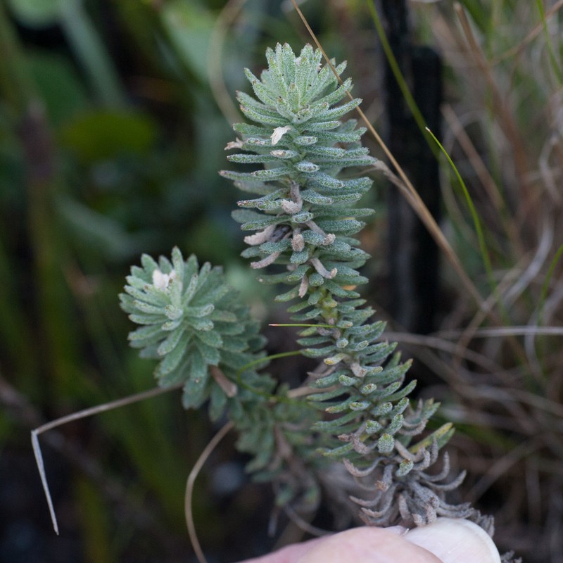 Osmitopsis afra photo 6