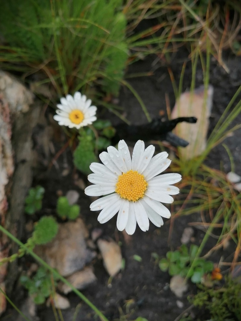 Osmitopsis afra photo 7