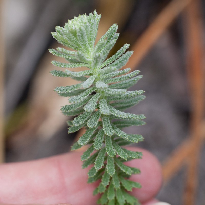Osmitopsis afra photo 8