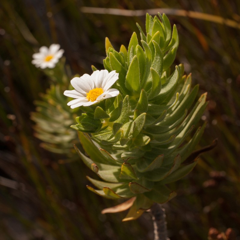 Osmitopsis asteriscoides