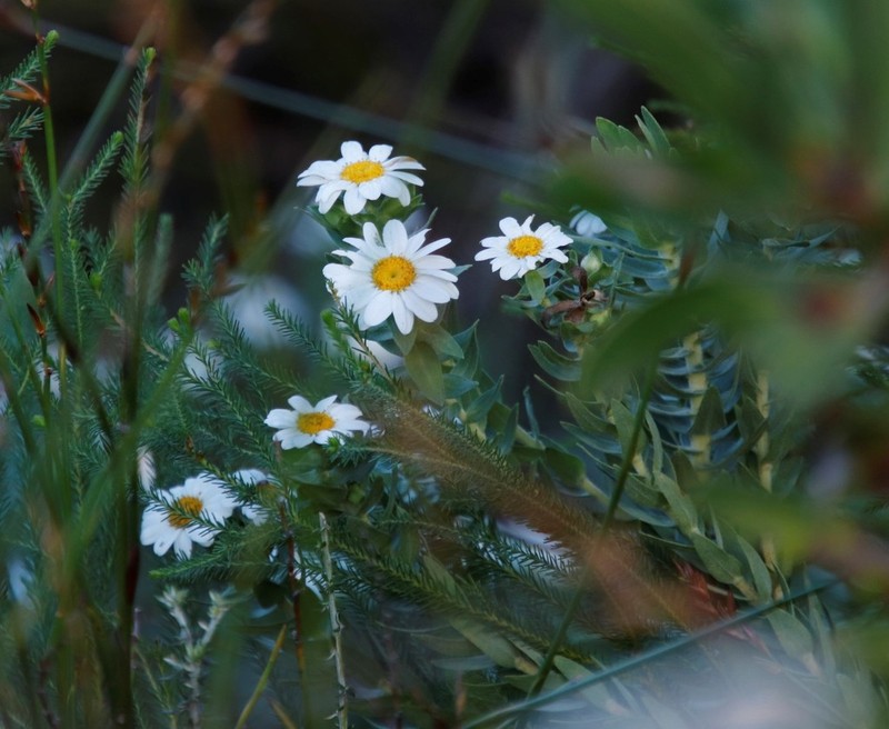 Osmitopsis asteriscoides photo 3