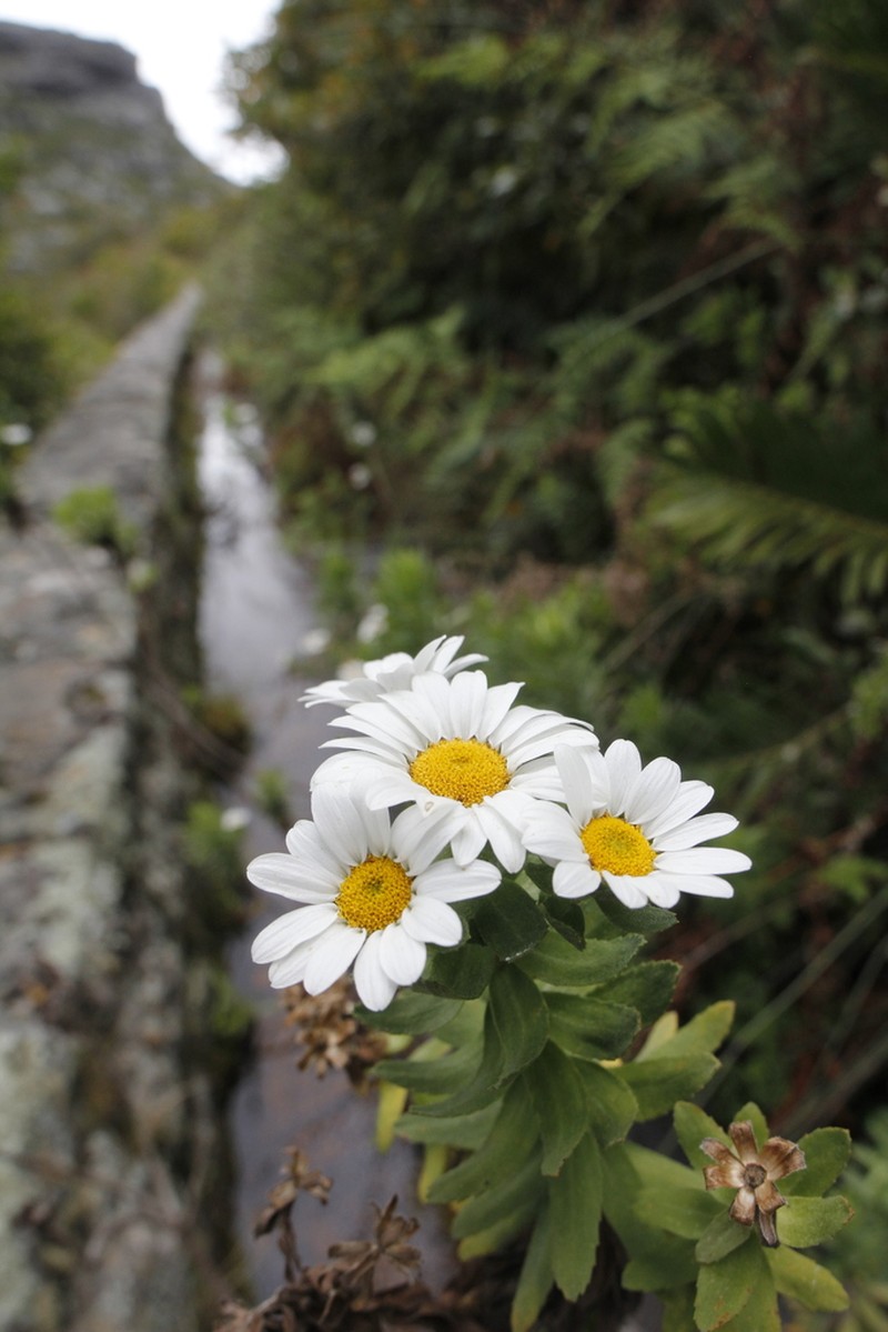Osmitopsis asteriscoides photo 4