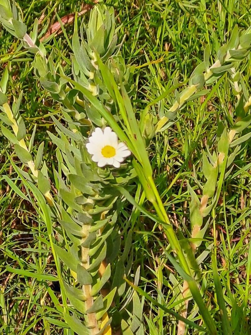 Osmitopsis asteriscoides photo 5