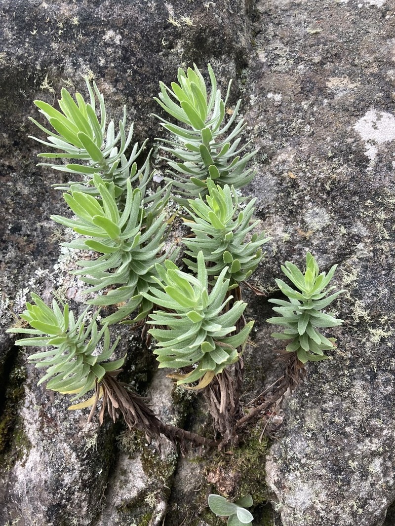 Osmitopsis asteriscoides photo 8