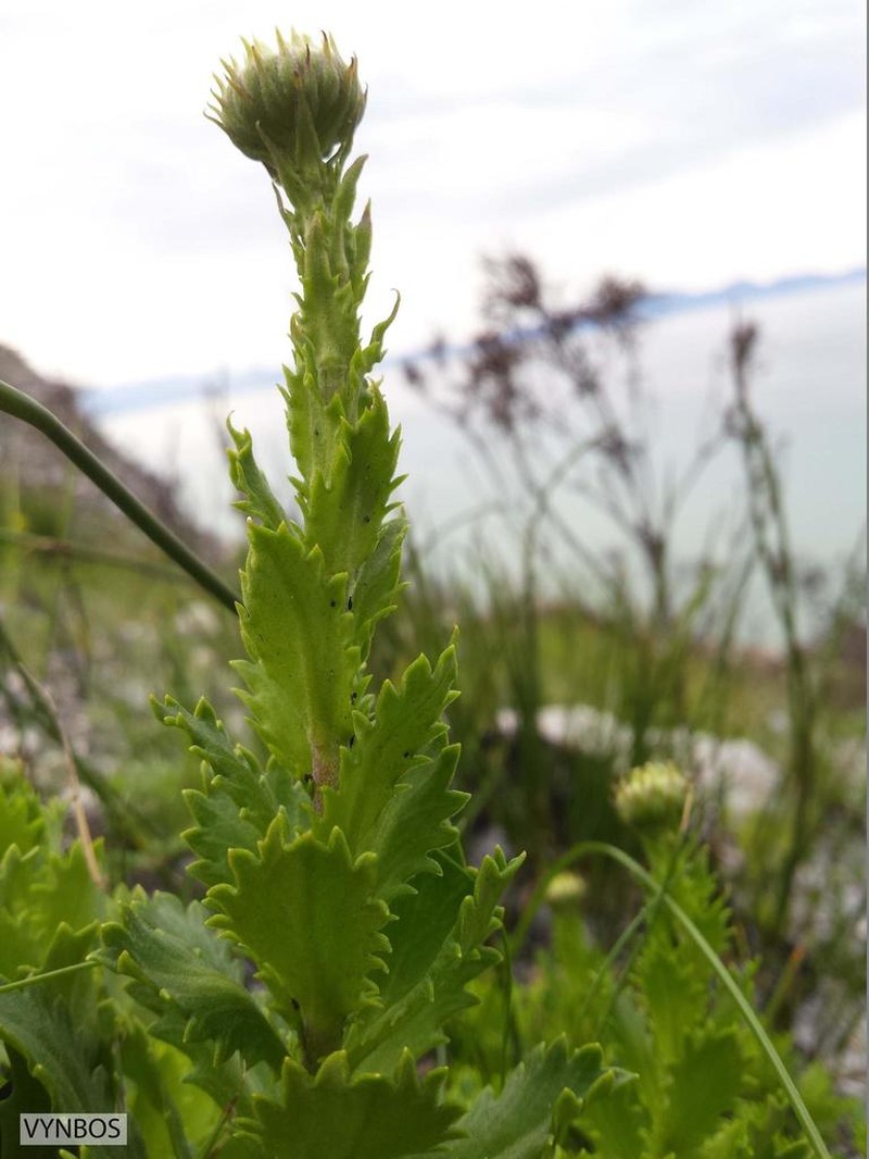 Osmitopsis dentata