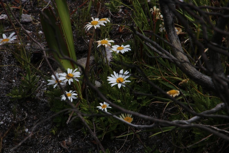 Osmitopsis dentata photo 2