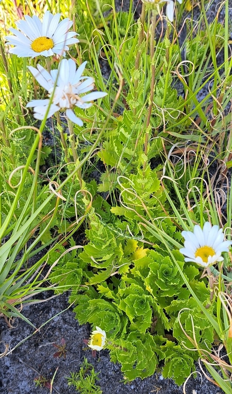 Osmitopsis dentata photo 3