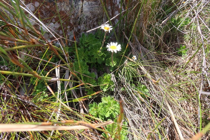 Osmitopsis dentata photo 4