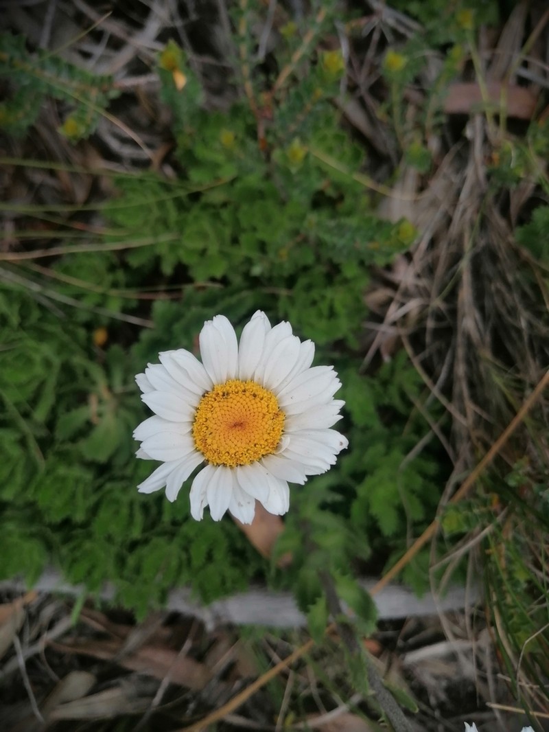 Osmitopsis dentata photo 5