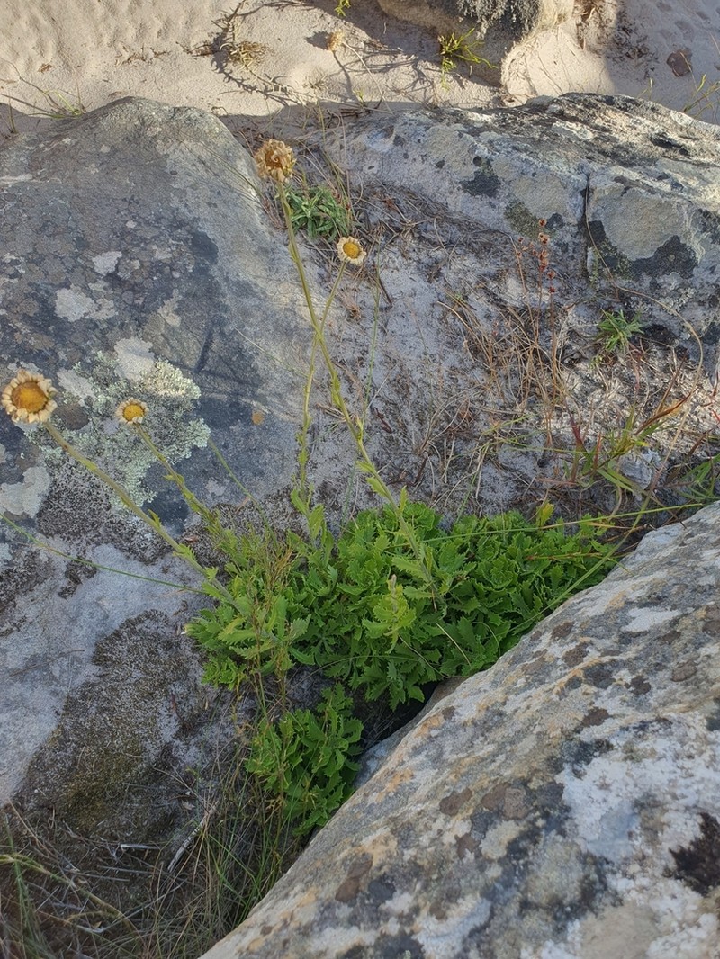 Osmitopsis dentata photo 6