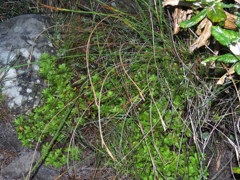 Osmitopsis dentata photo 7