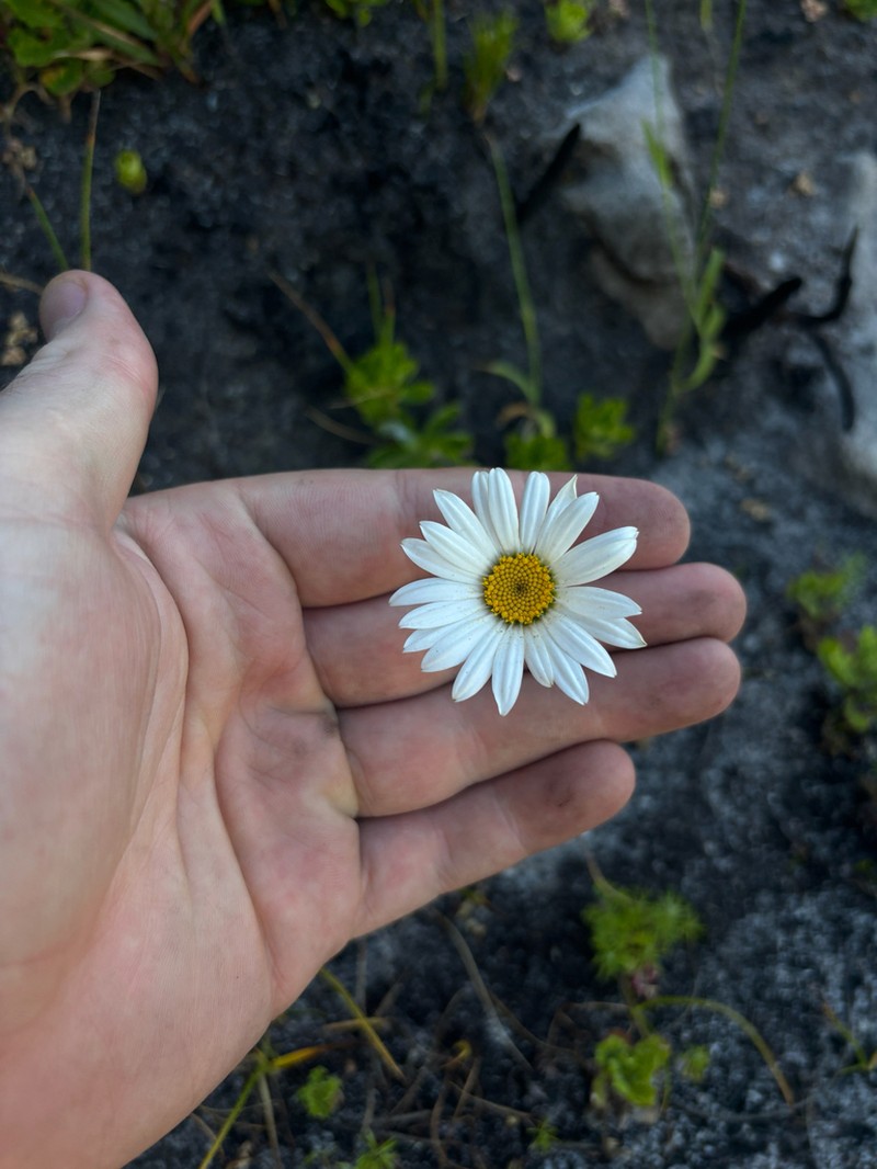 Osmitopsis dentata photo 8