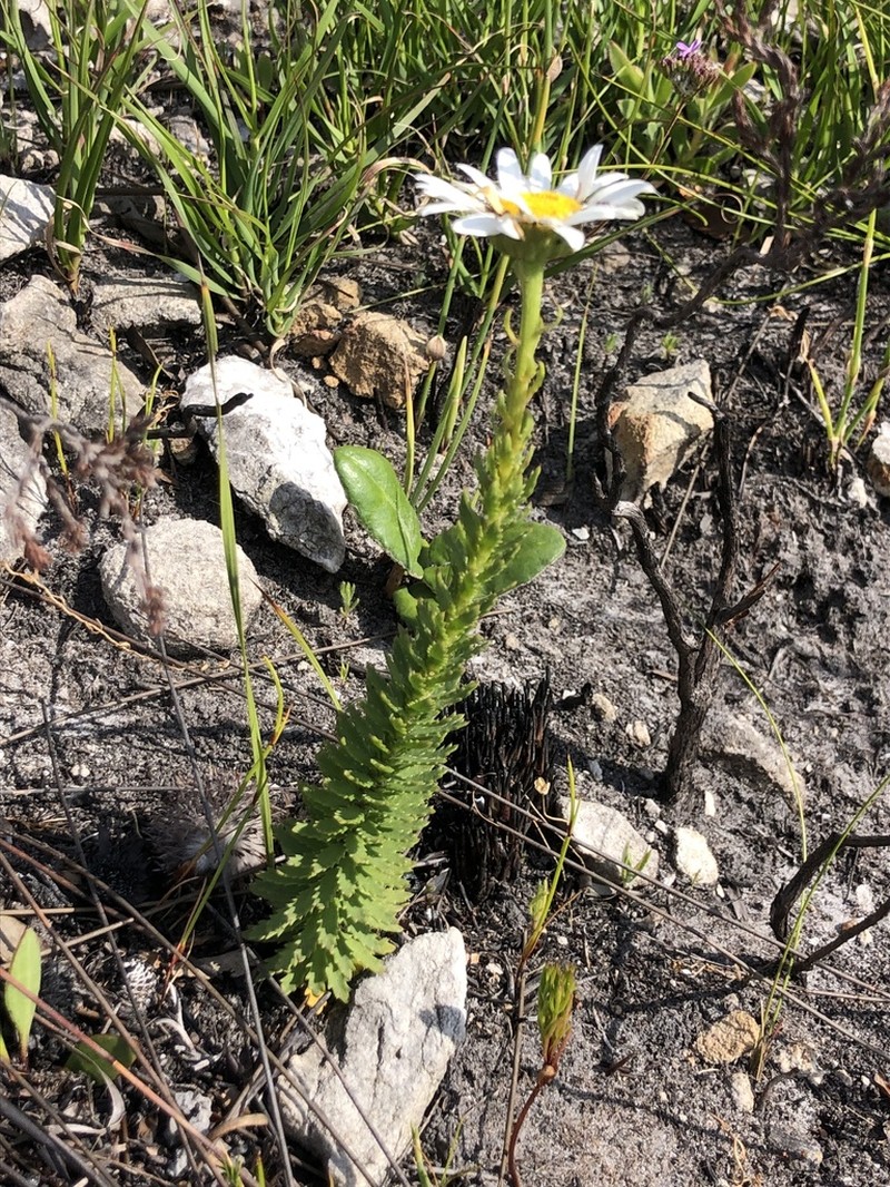 Osmitopsis glabra