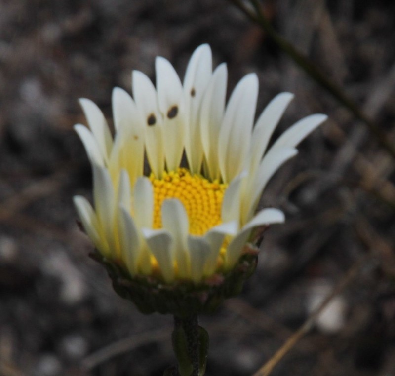 Osmitopsis glabra photo 2