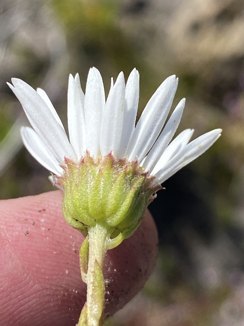 Osmitopsis glabra photo 3