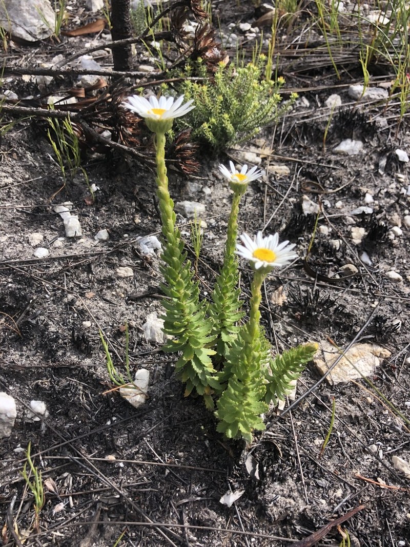 Osmitopsis glabra photo 4
